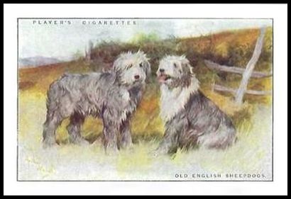 10 Old English Sheepdogs
